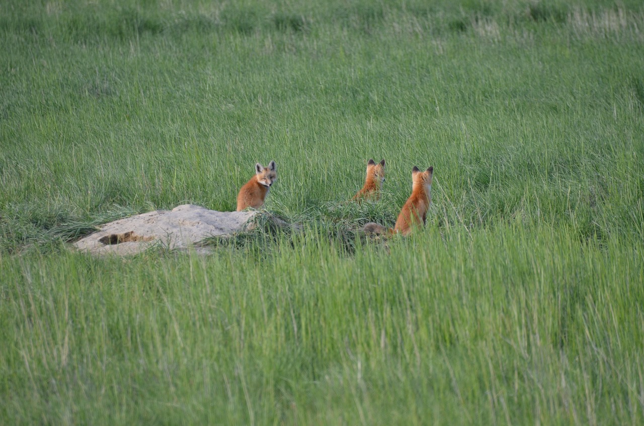 nature animals fox free photo