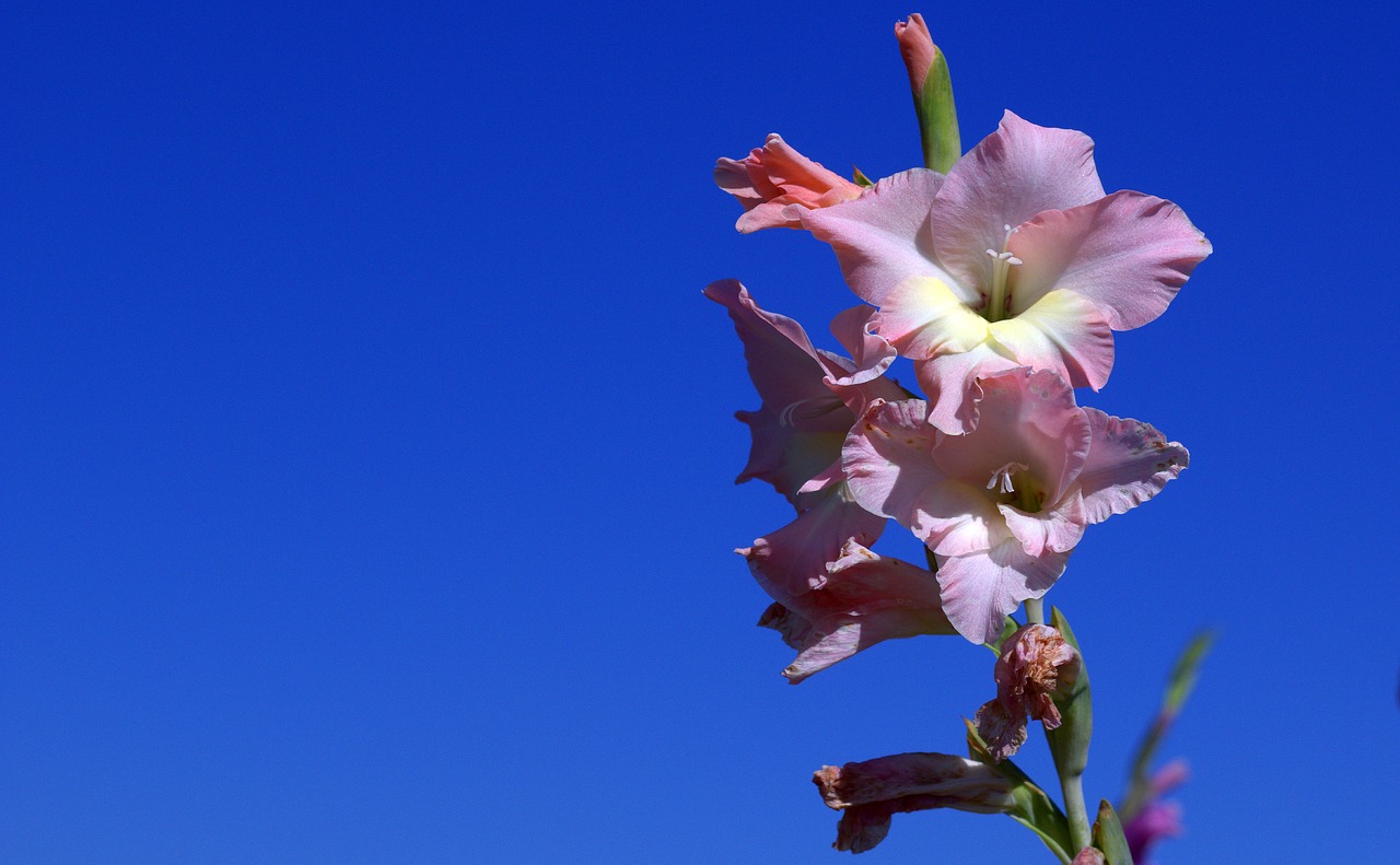 gladiolus iridaceae violet free photo