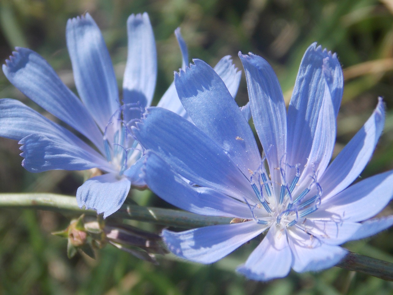 nature wildflowers beauty free photo