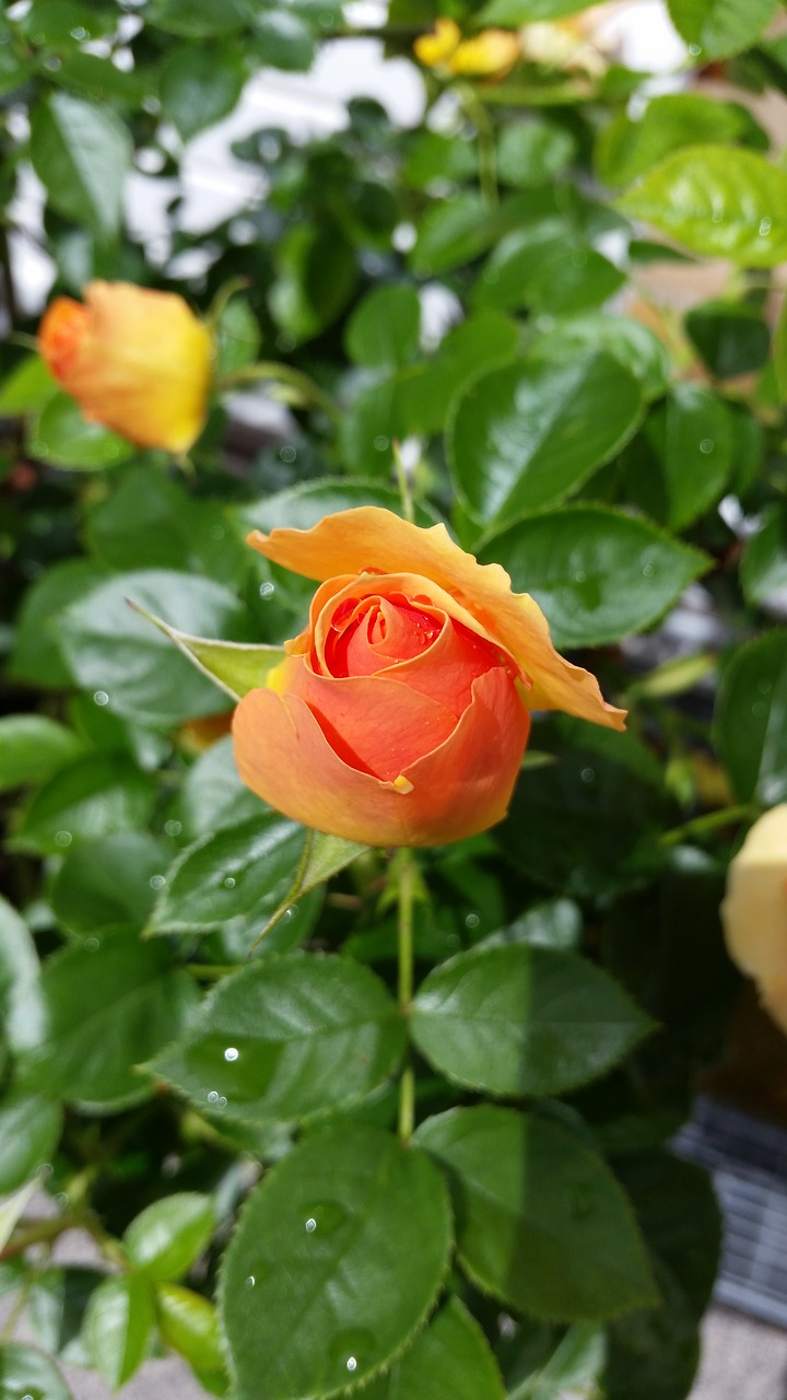 rose yellow blossom free photo