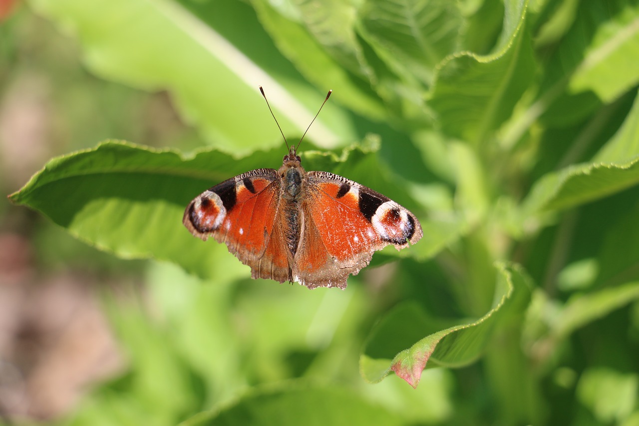 nature butterfly peacock free photo