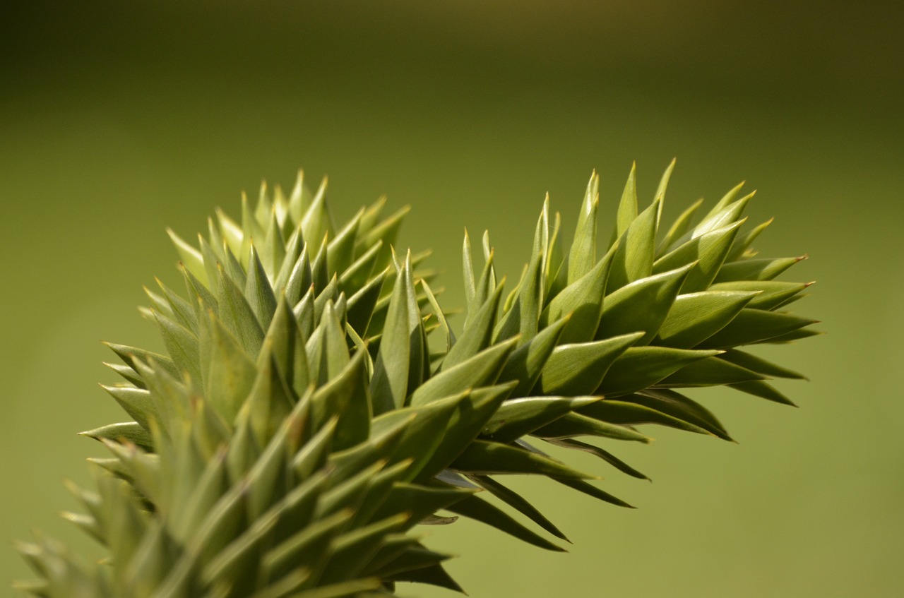 nature tree macro free photo