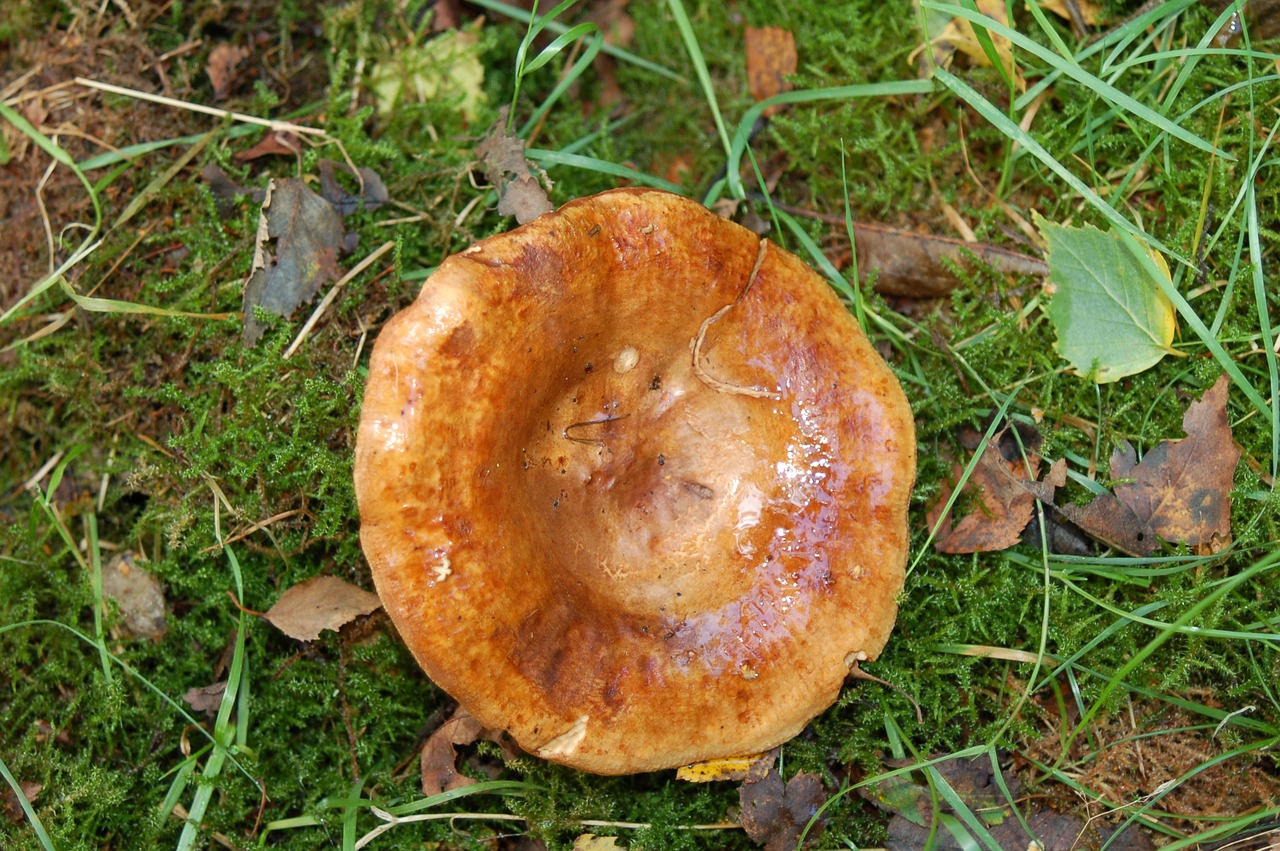 mushroom nature autumn free photo