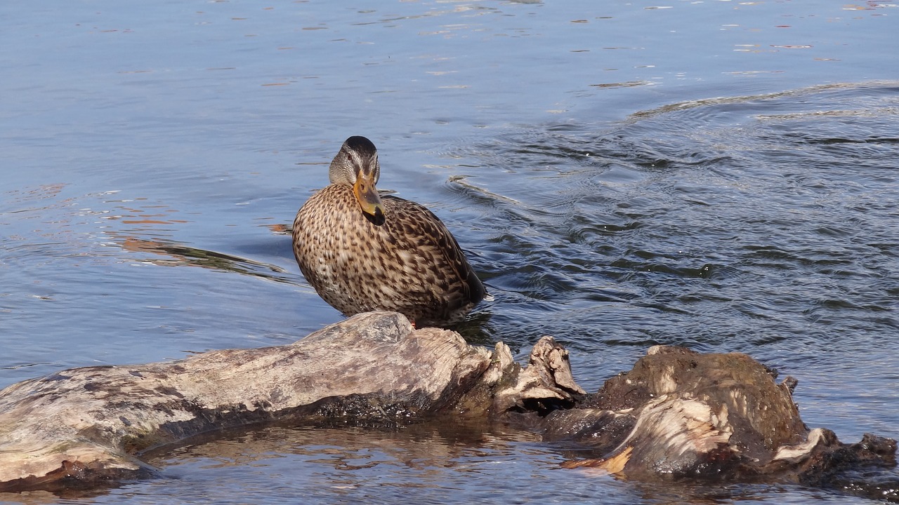 birds nature river free photo