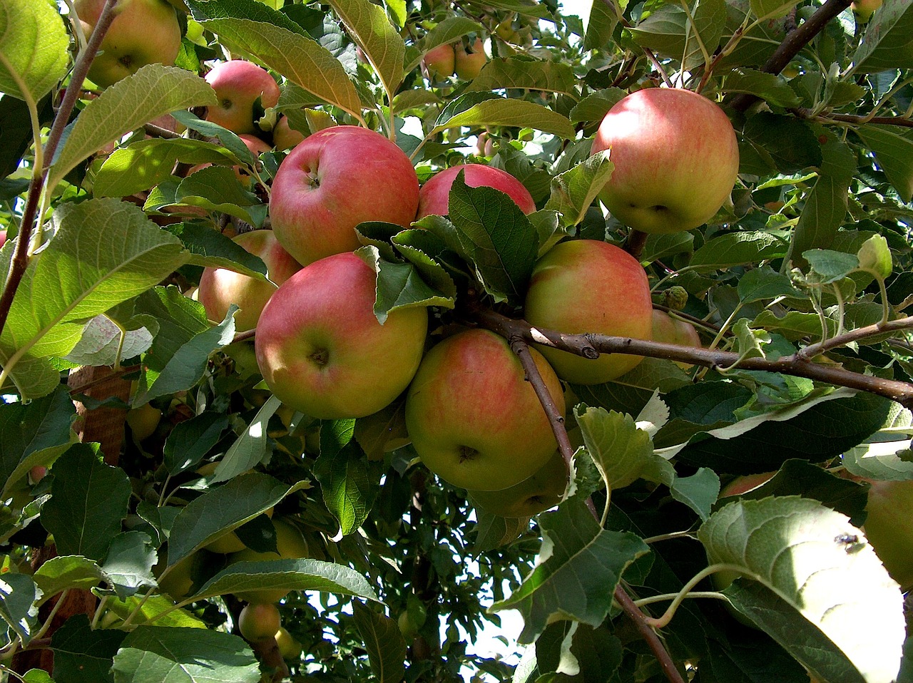 nature plant fruit tree free photo