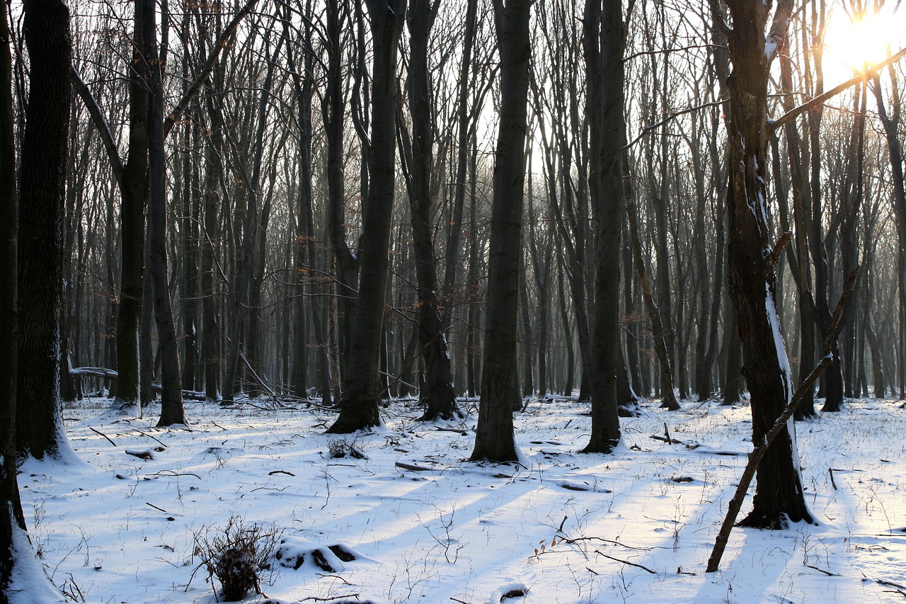 nature winter snow free photo