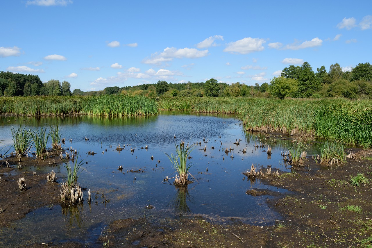 nature river swamp free photo