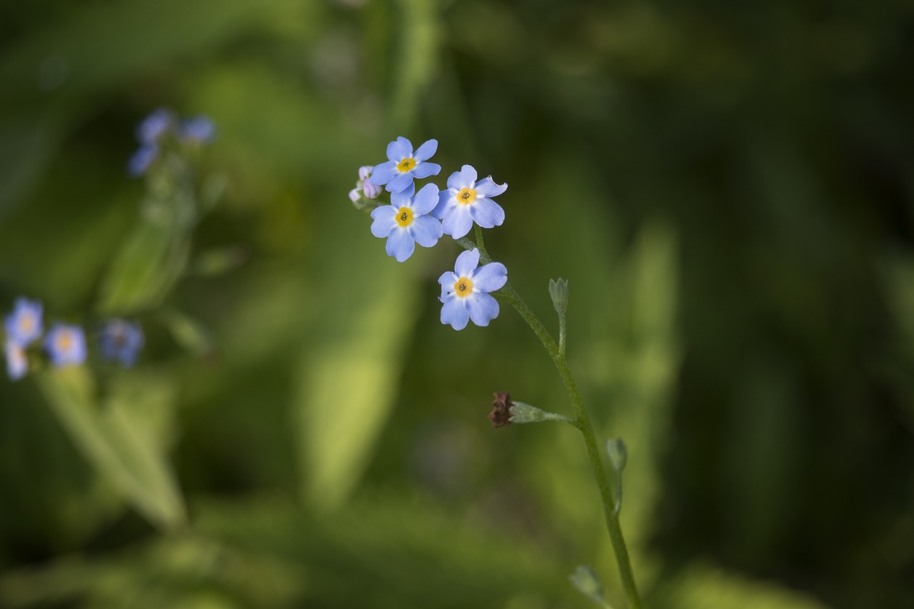 flower nature forget free photo