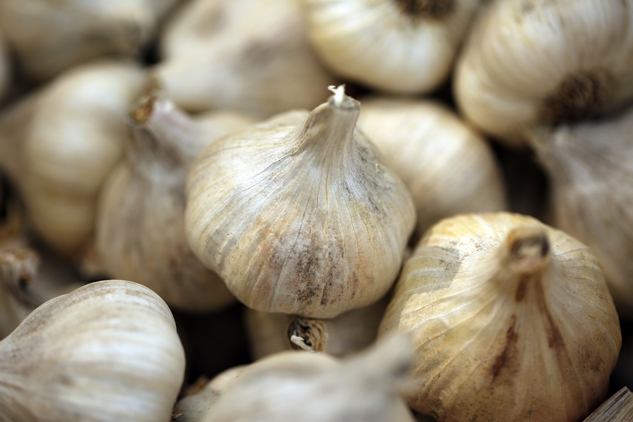 garlic nature white free photo