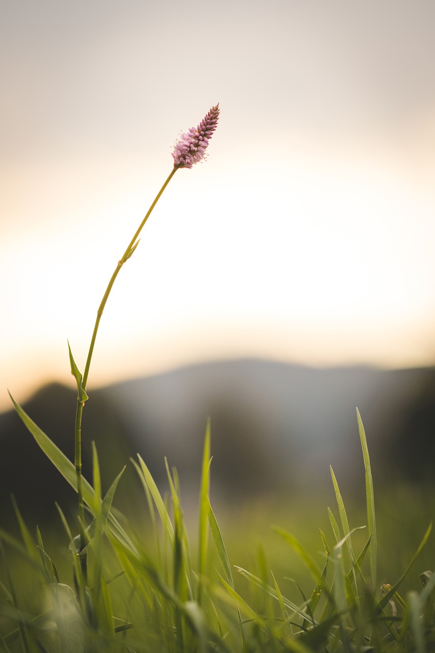 nature flower pink flower free photo