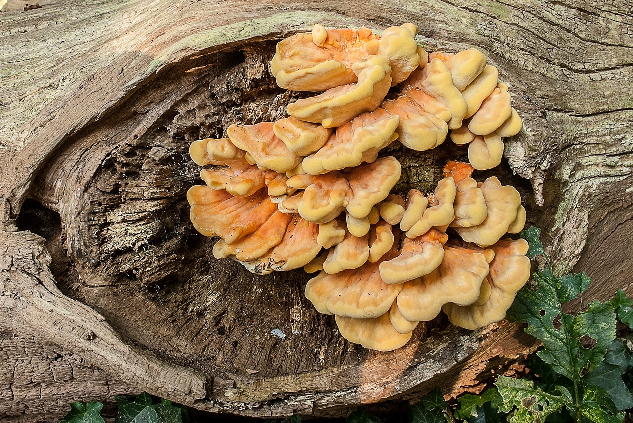 nature fungi mushrooms free photo