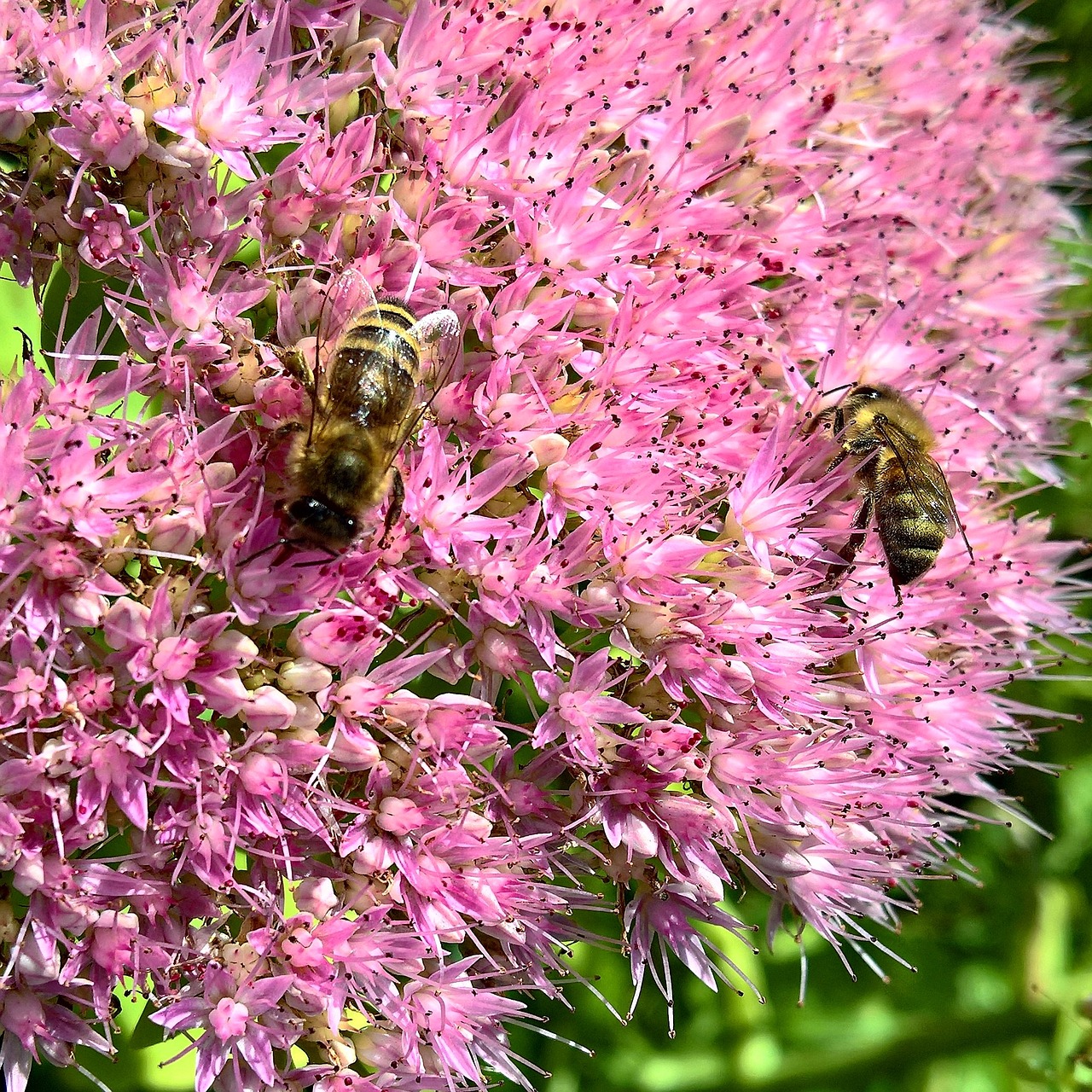 bees nature flowers free photo