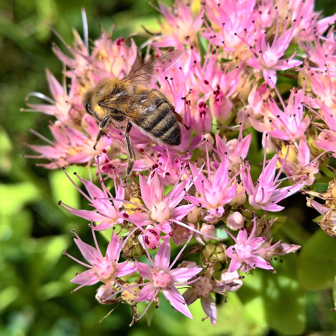 stonecrop nature bee free photo