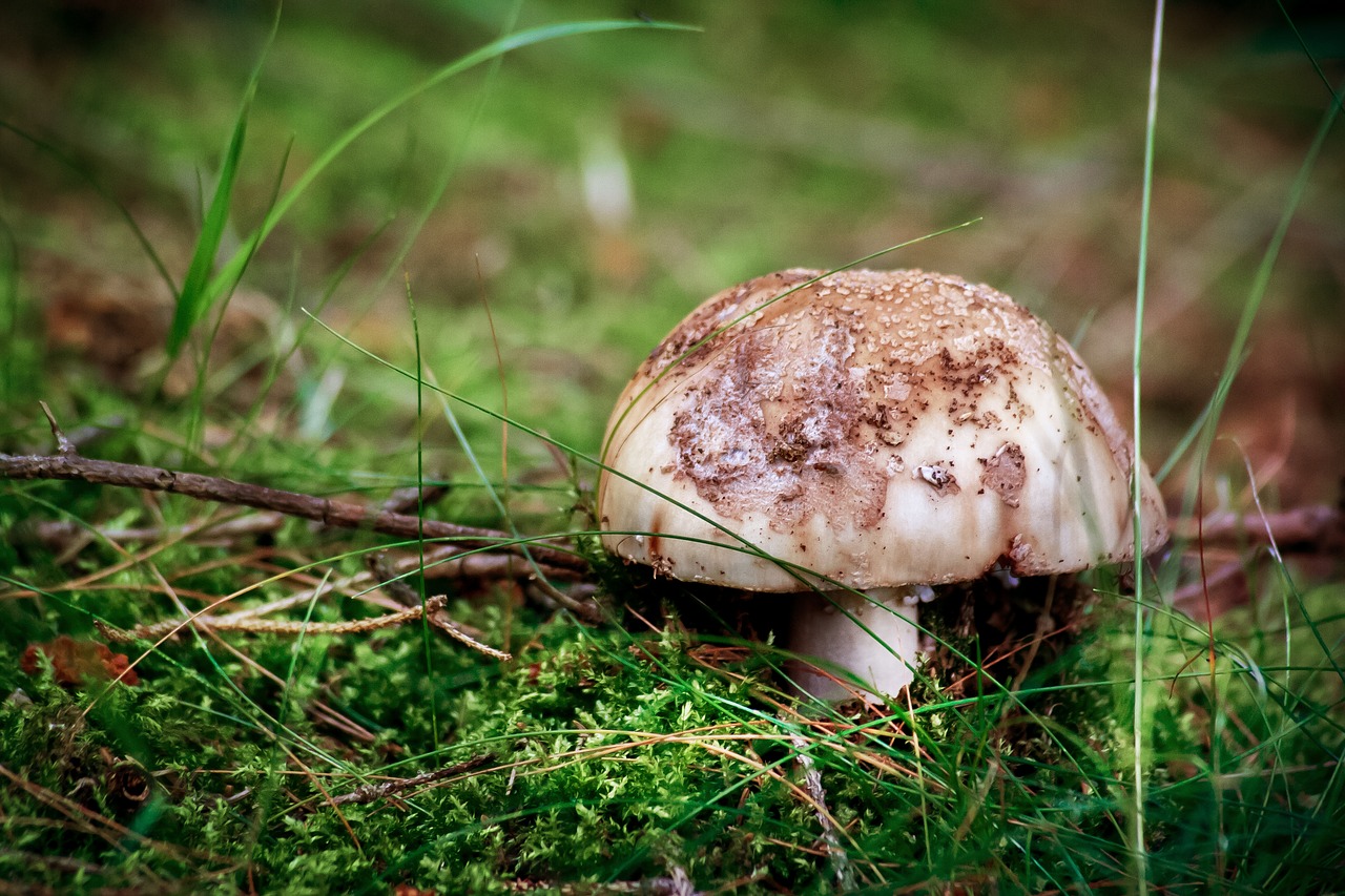 nature mushroom forest free photo