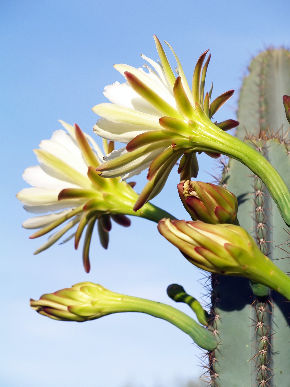 pricley pear flower nature wildflower free photo