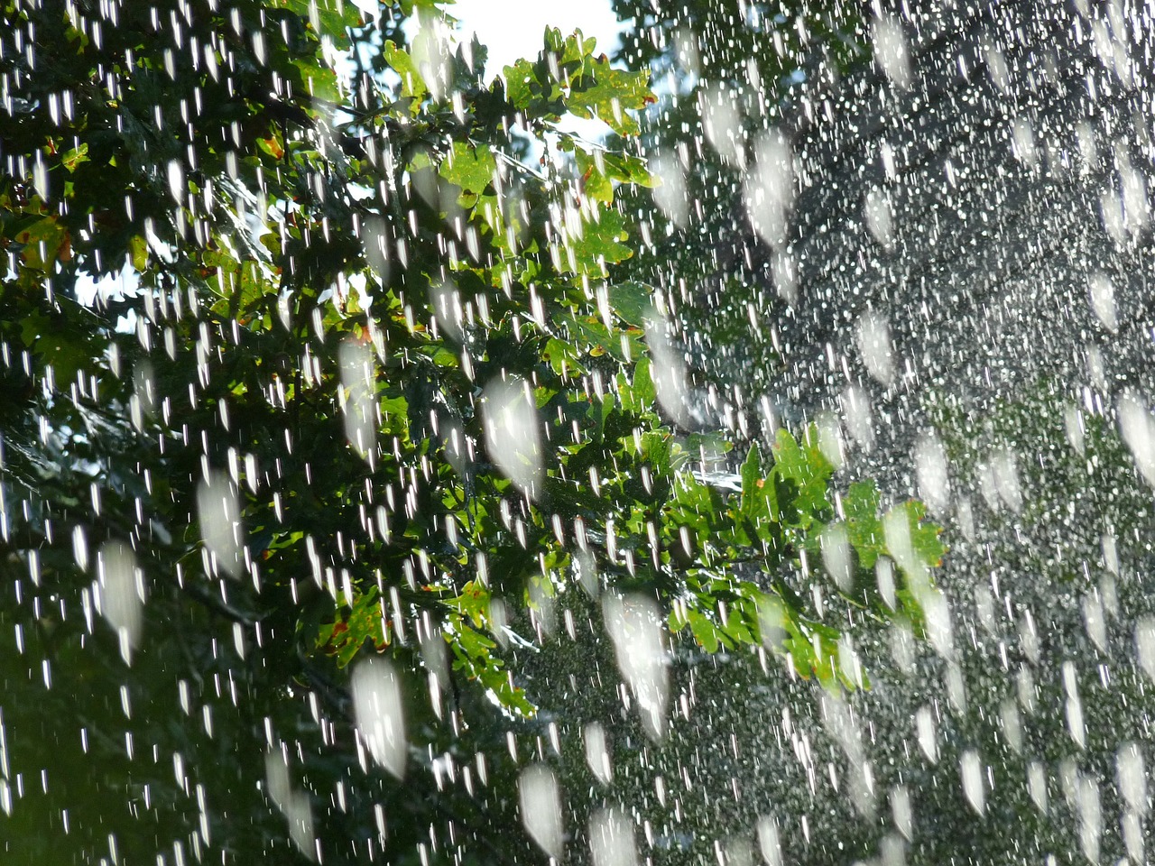 nature rain spring free photo