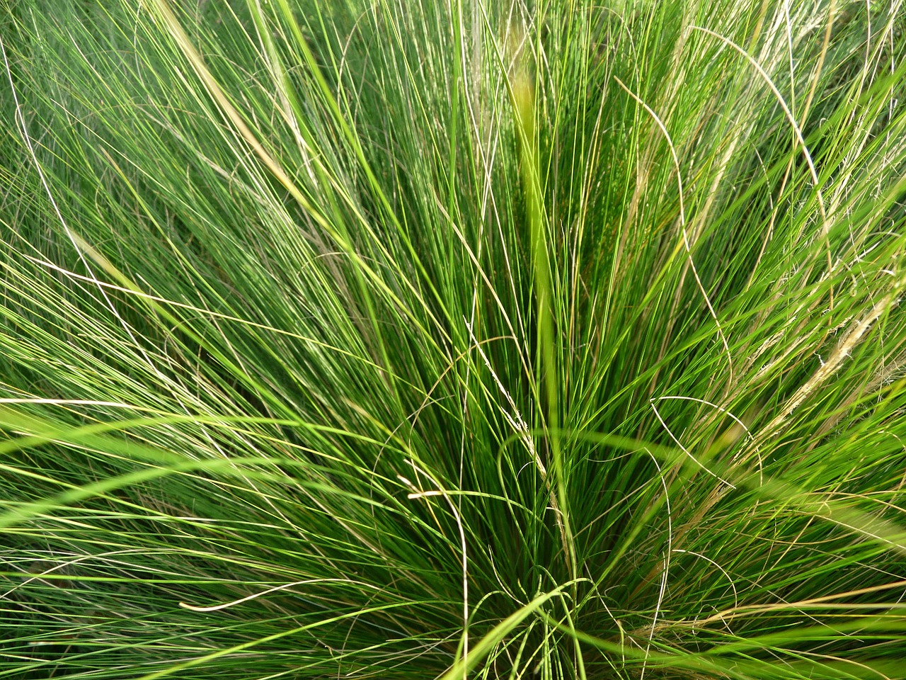 nature grass green free photo