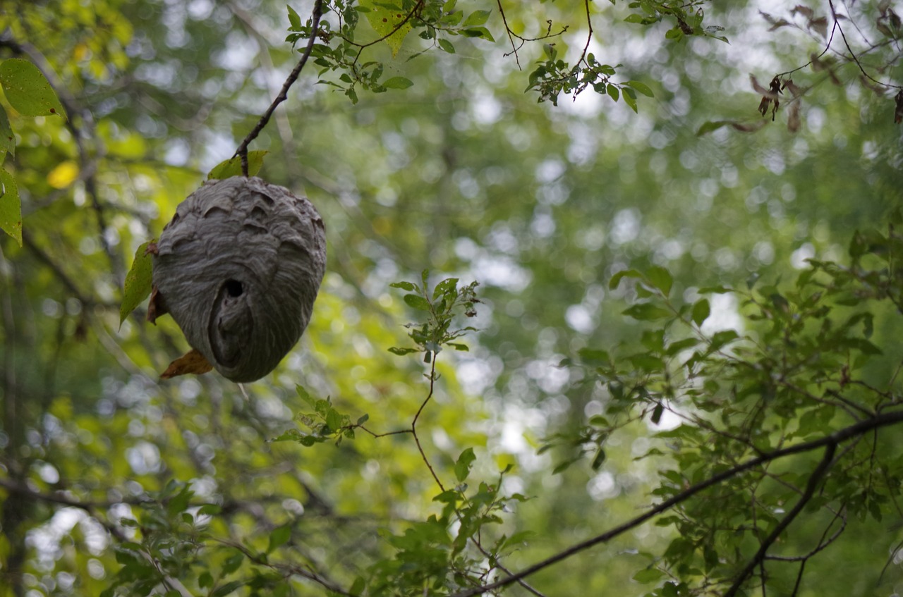 nature wasp nest nest free photo