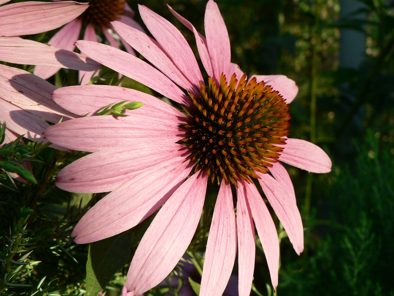 echinacea flower nature free photo