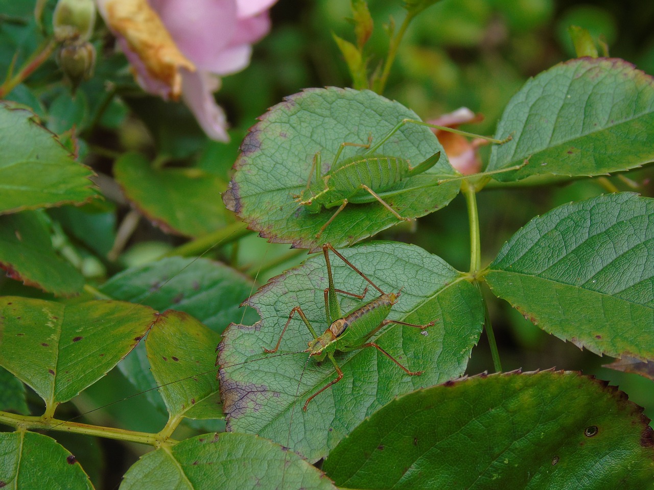 nature grasshopper camouflage free photo