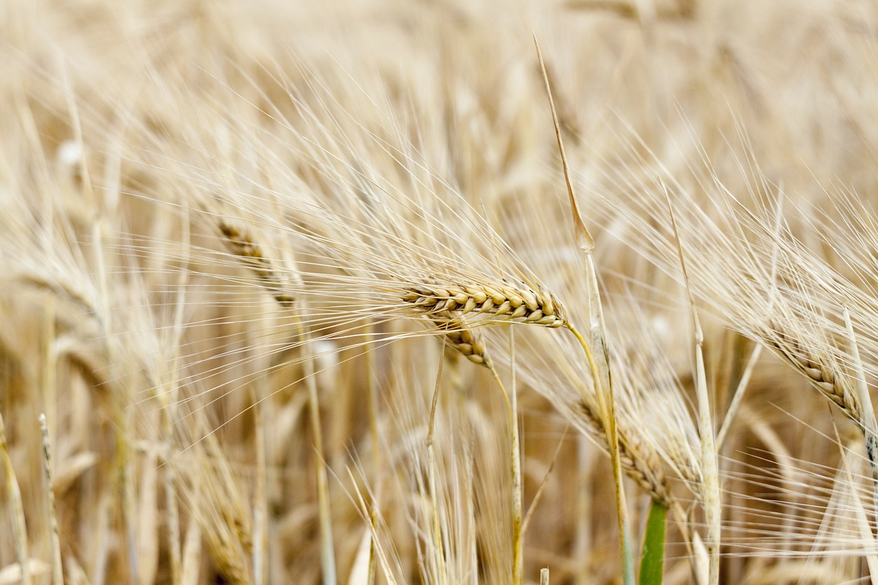 nature plant cereals free photo
