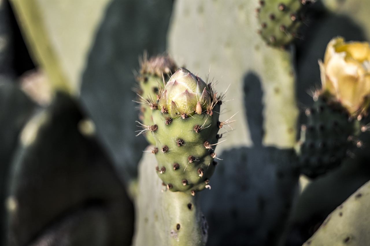 cactus nature fruit free photo