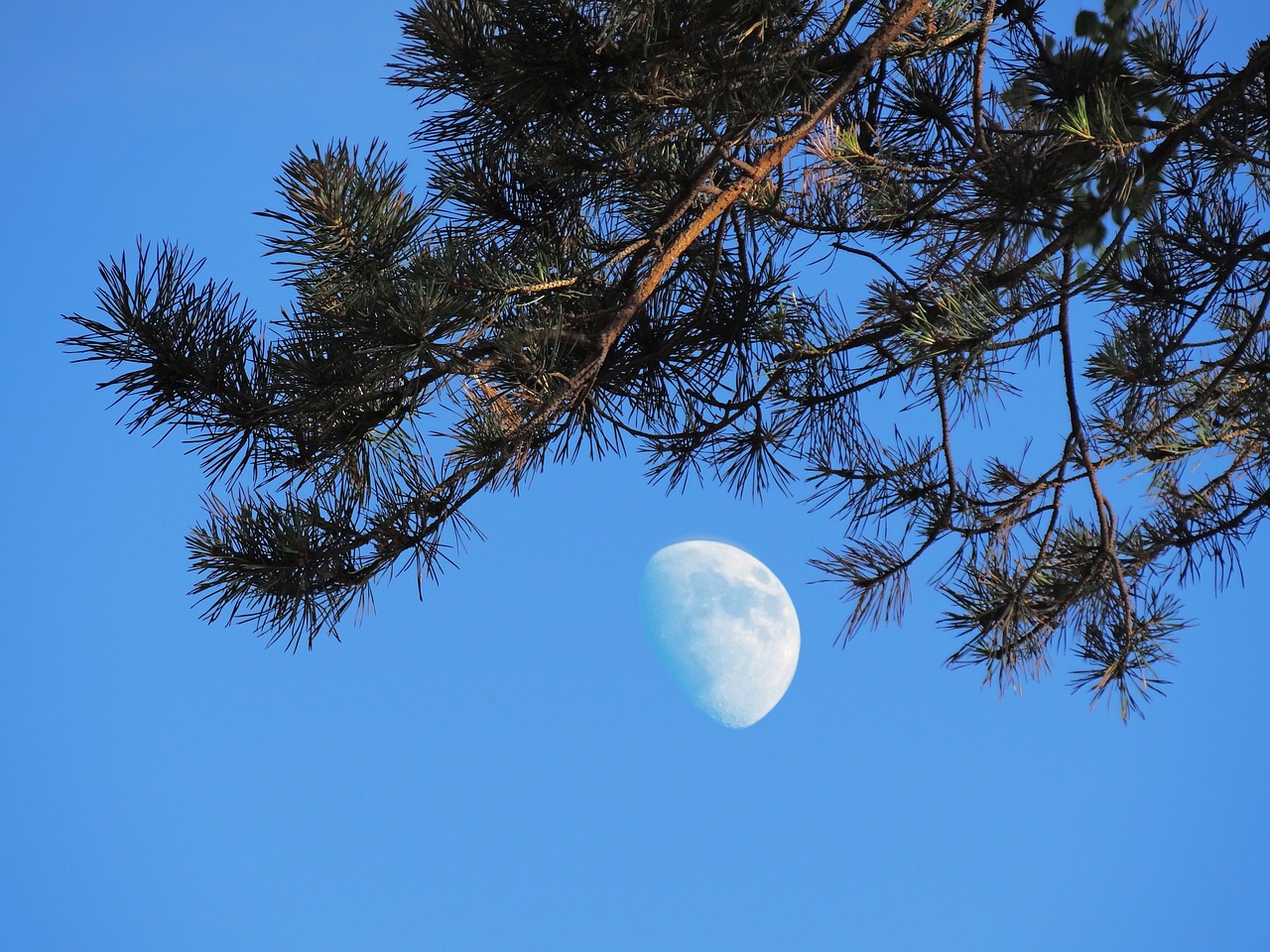 nature moon evening free photo