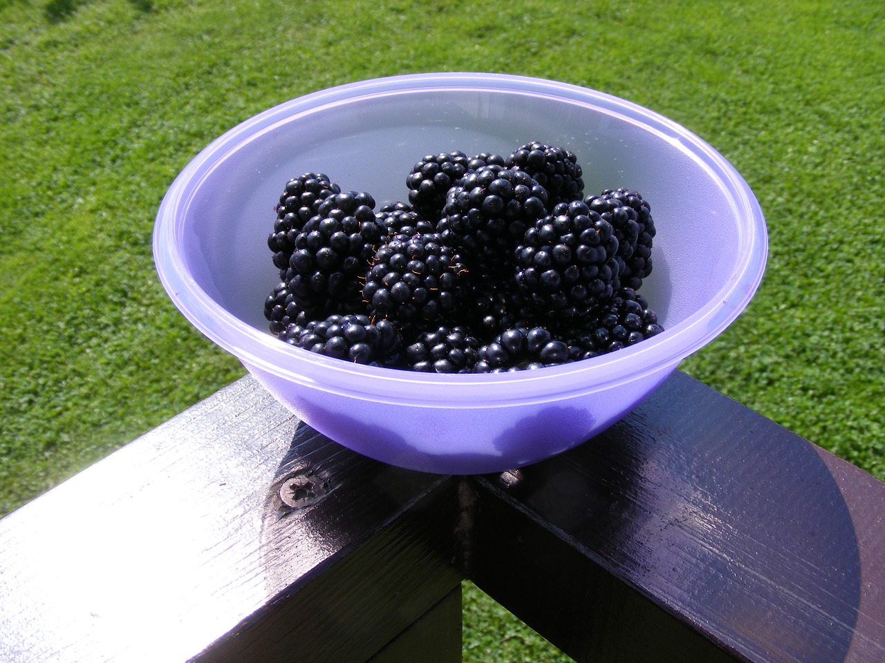 nature bowl blackberries free photo