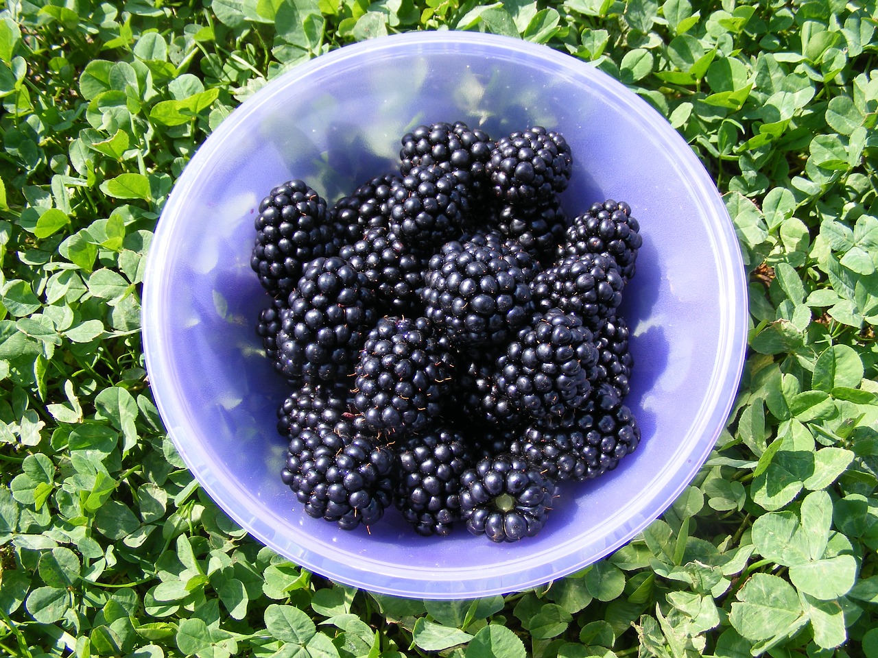nature bowl blackberries free photo
