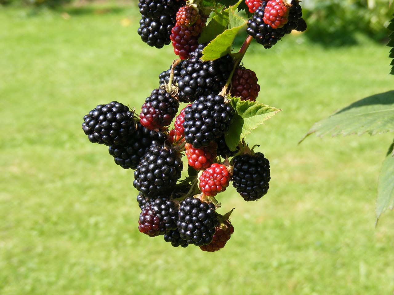 nature blackberries fruit free photo