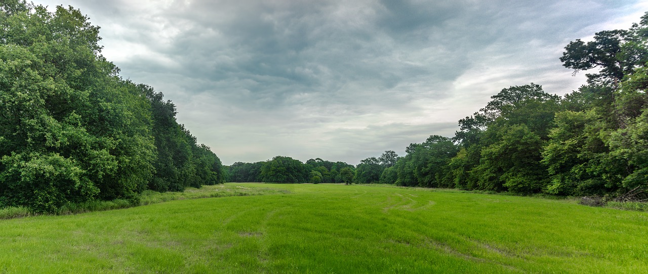 nature forest trees free photo