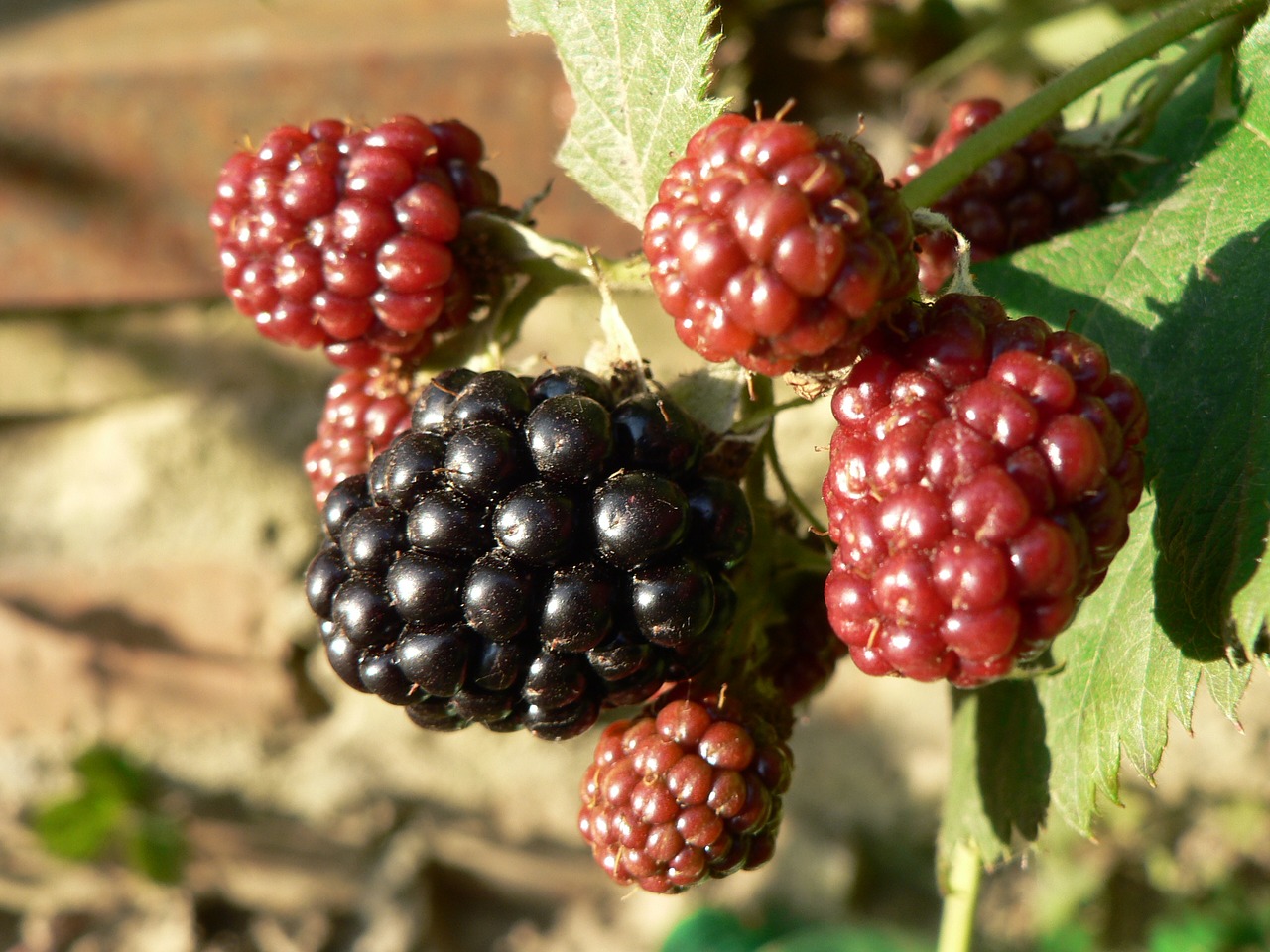 blackberry nature berries free photo