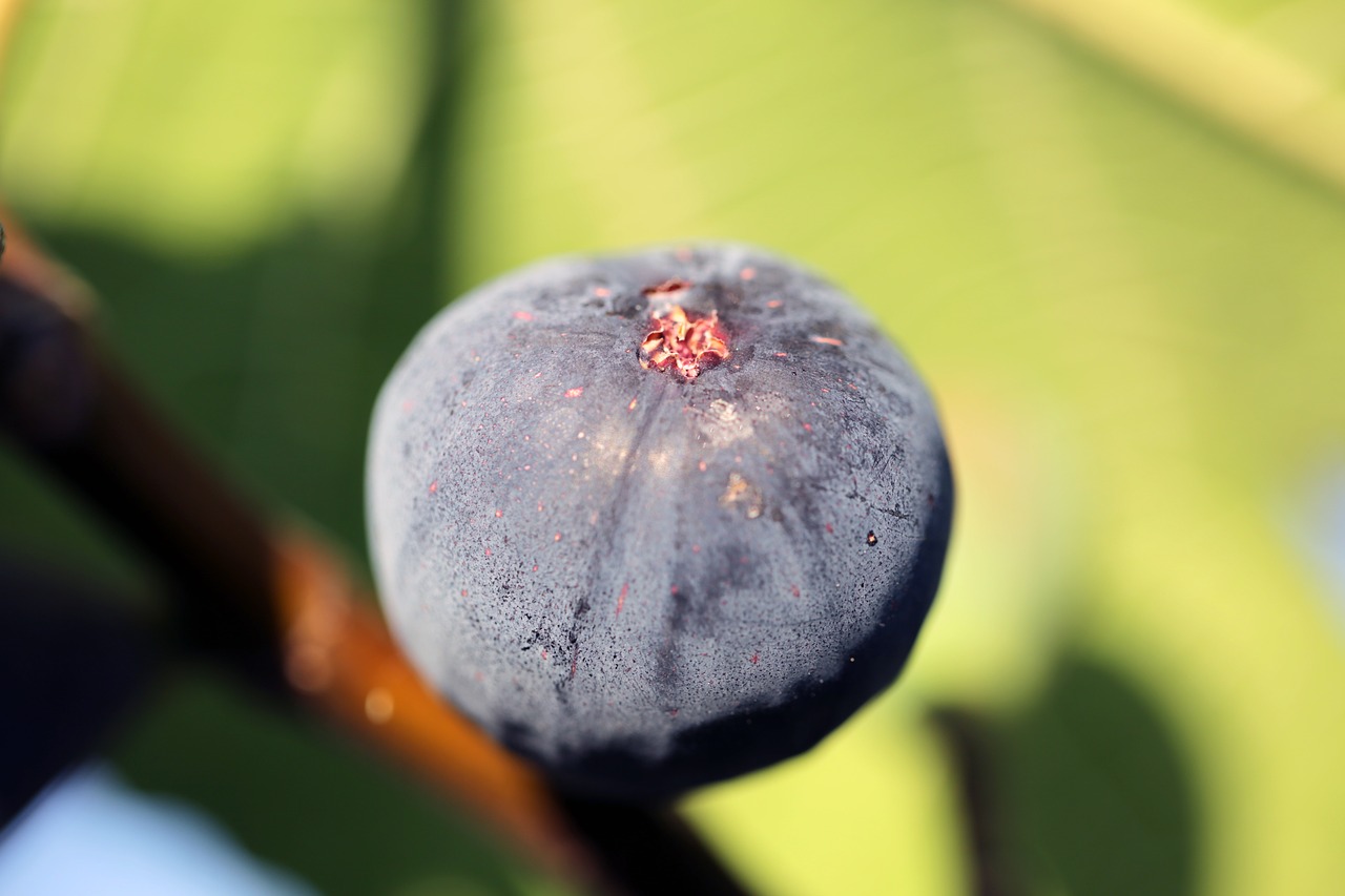 fig nature fruit free photo