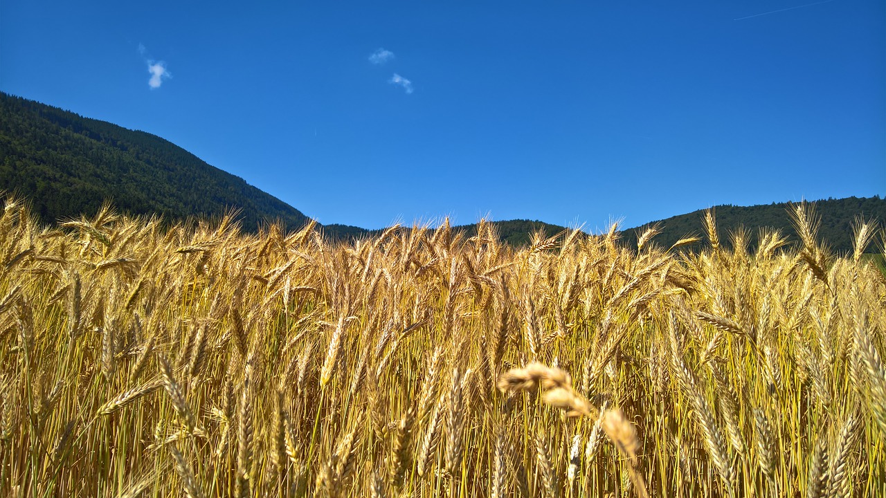 nature wheat cereals free photo