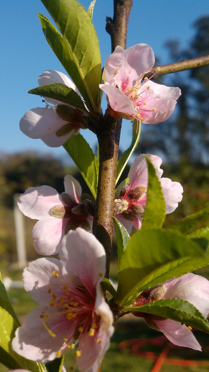 nature flower plant free photo