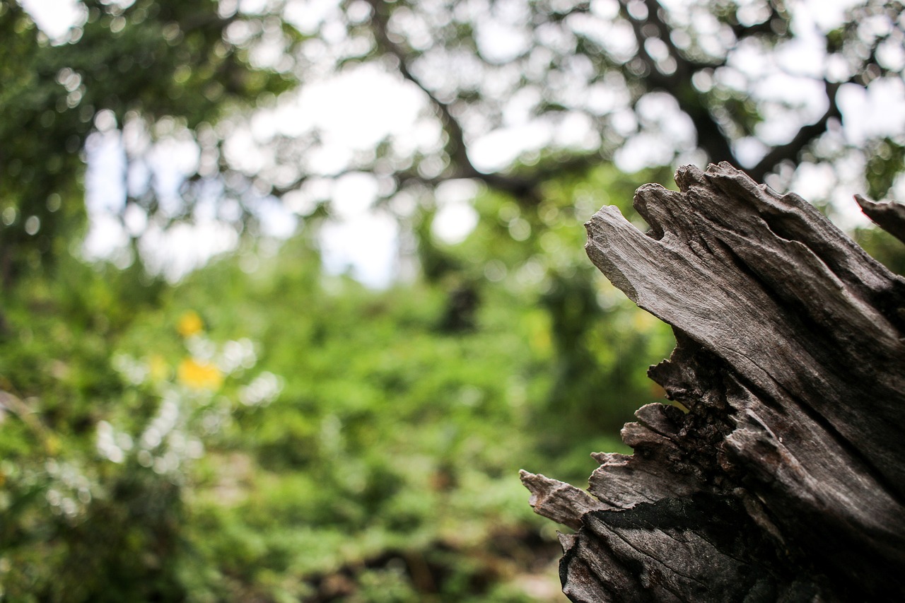 nature wood withers free photo