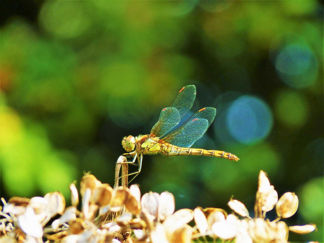 nature dragonfly natural free photo