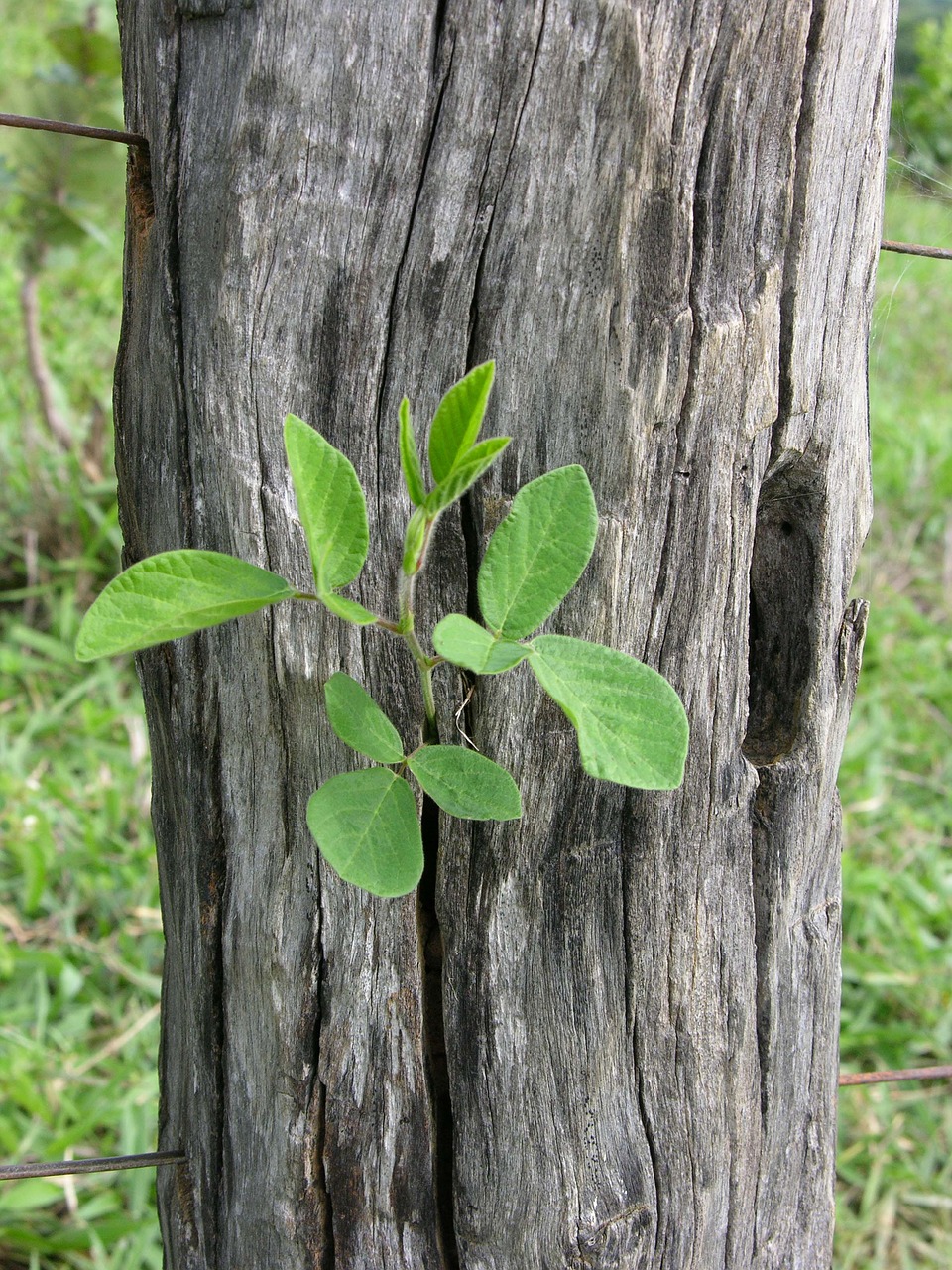 nature green branch on fence post pedro free photo
