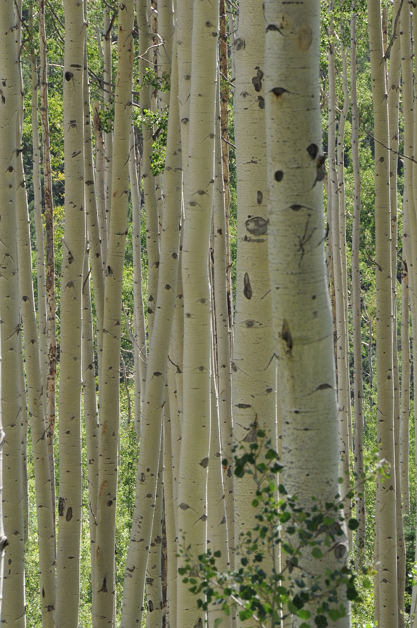 nature trees aspen free photo