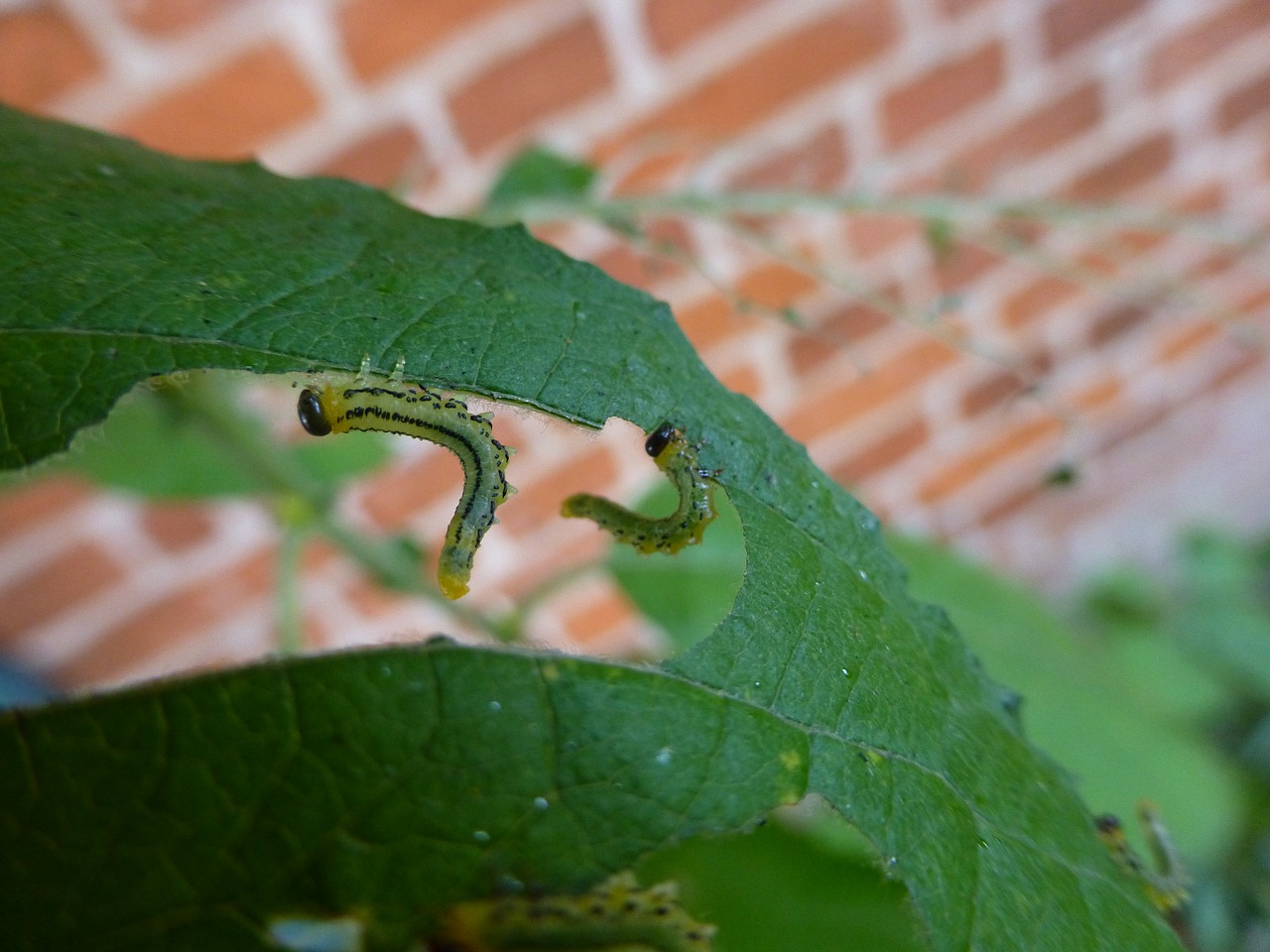 nature caterpillar leaf free photo