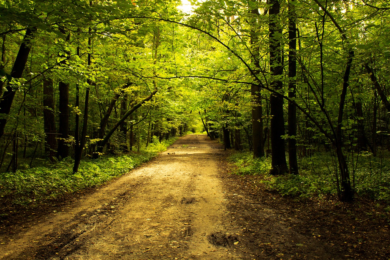 nature park alley free photo