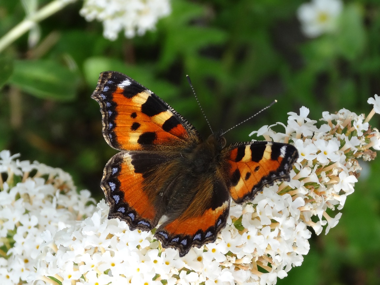 nature butterfly insect free photo