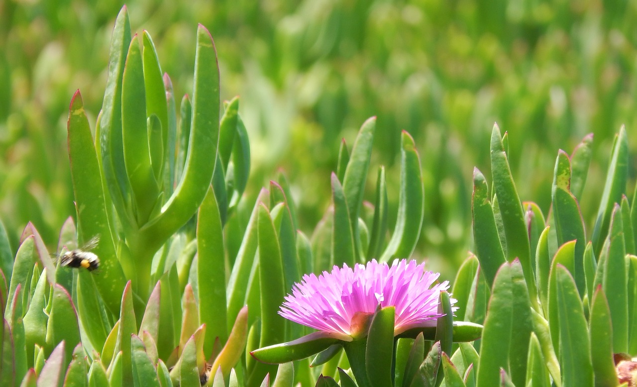 nature flower bee free photo