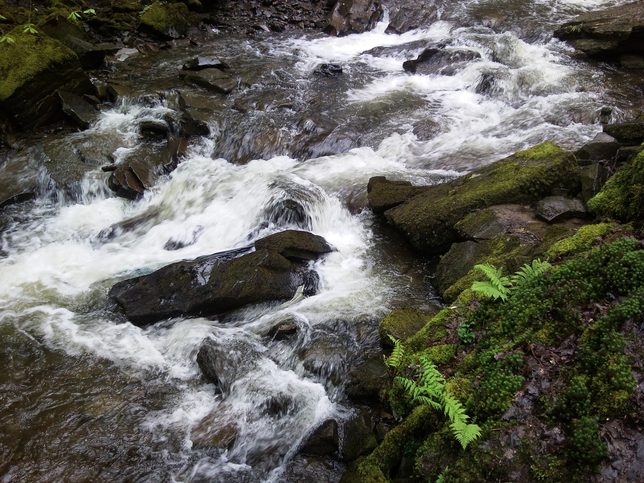 nature water river free photo