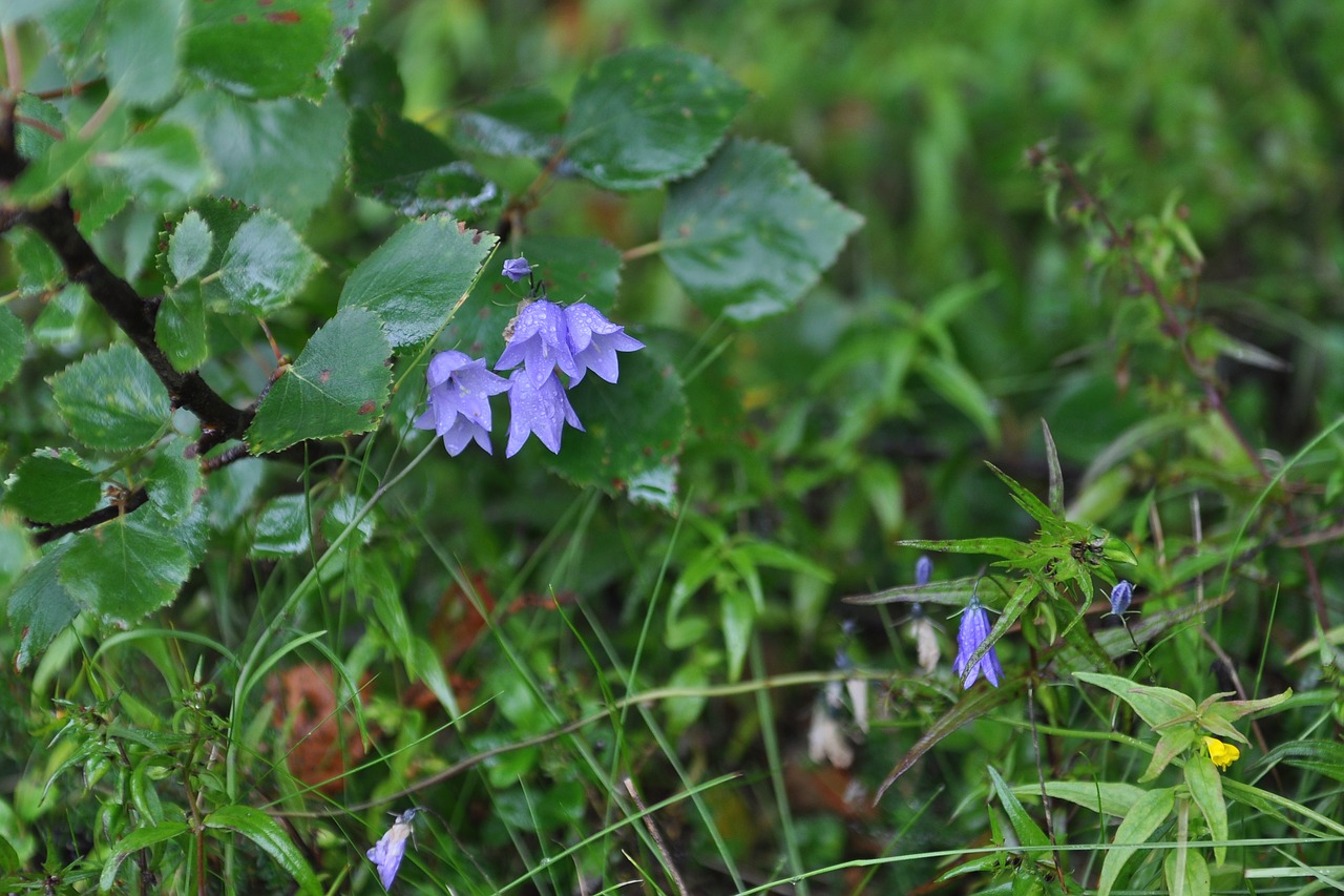 grass bells nature free photo