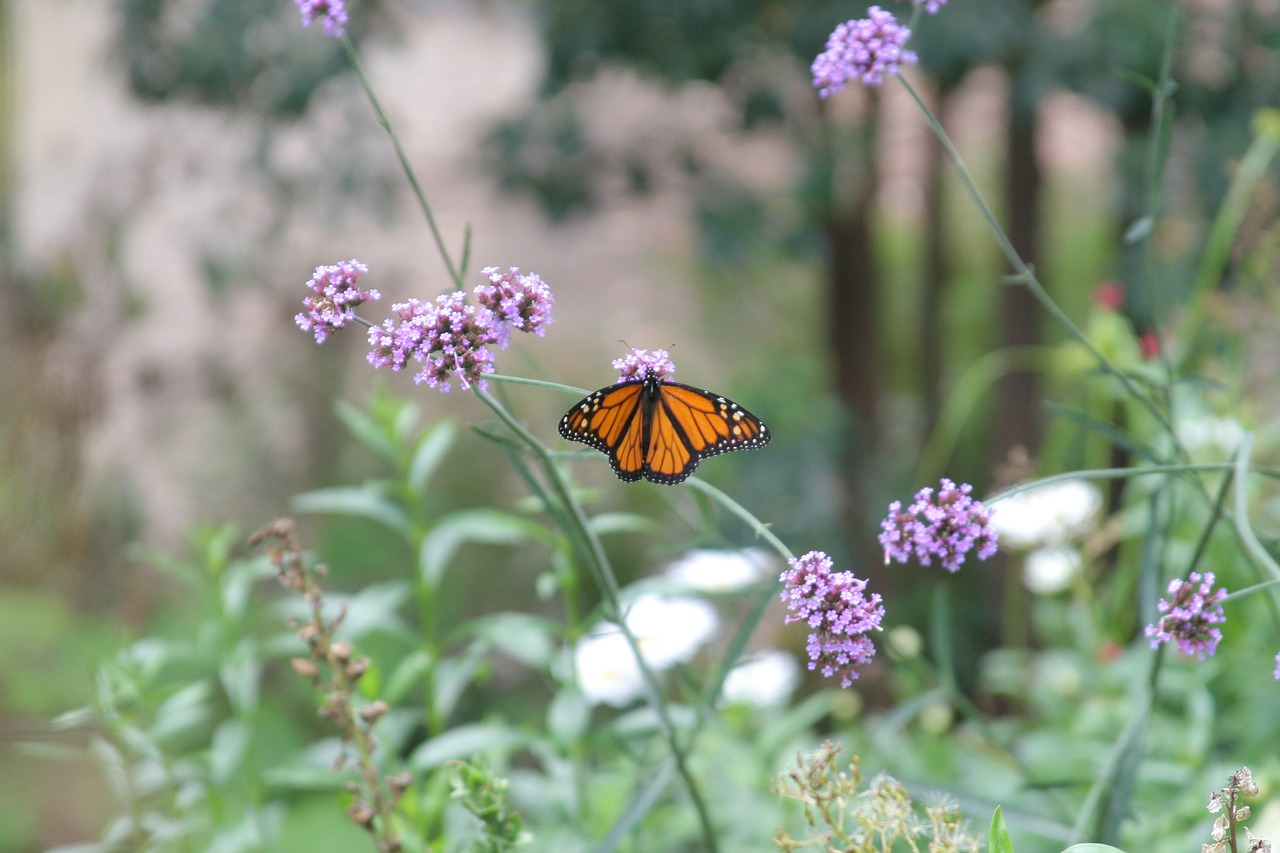 nature monarch butterfly free photo