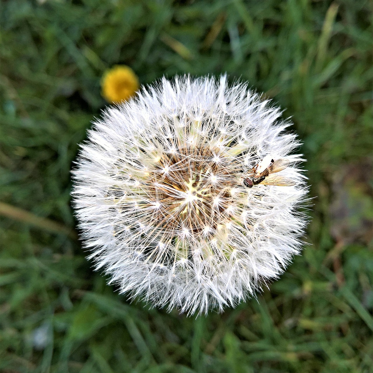 nature plant dandelion free photo