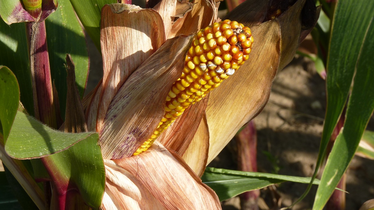 nature corn corn on the cob free photo
