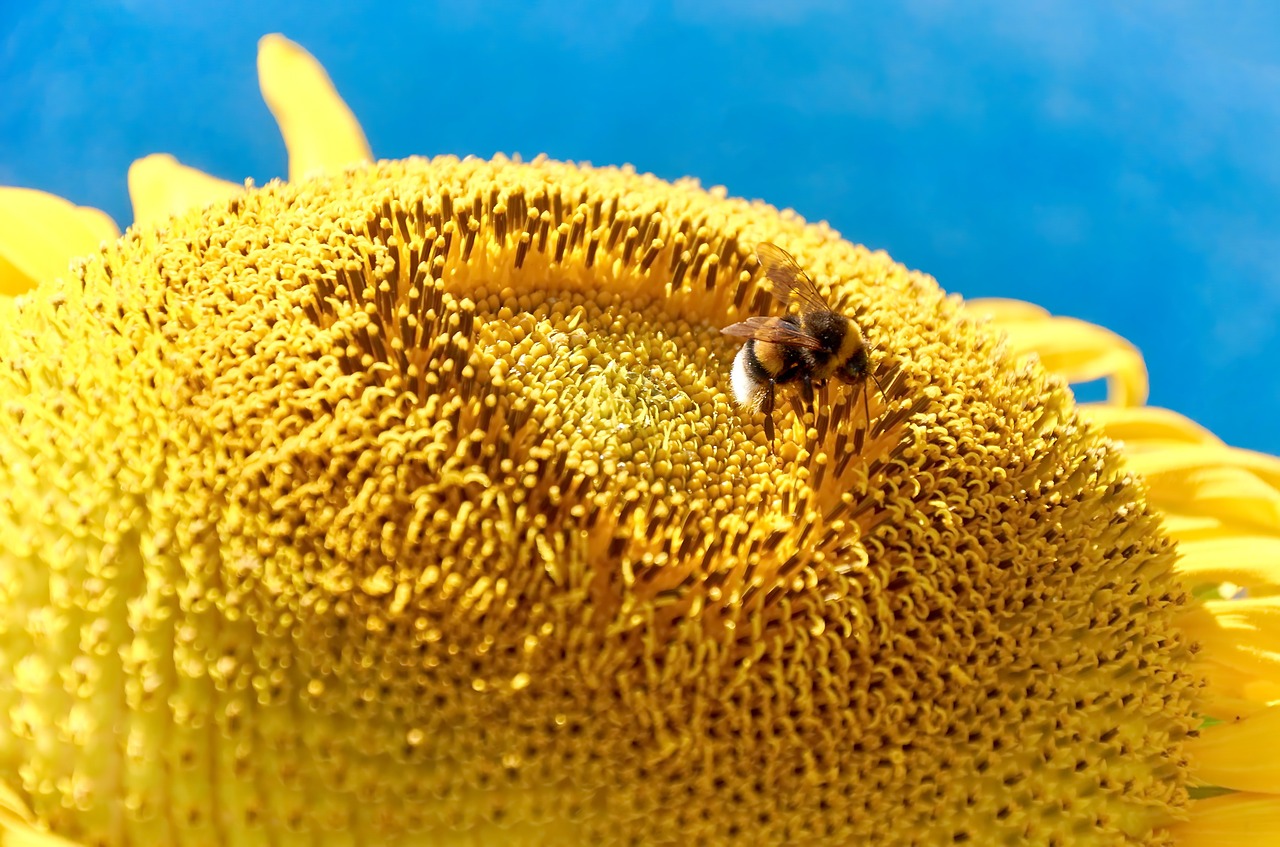 nature sun flower summer free photo