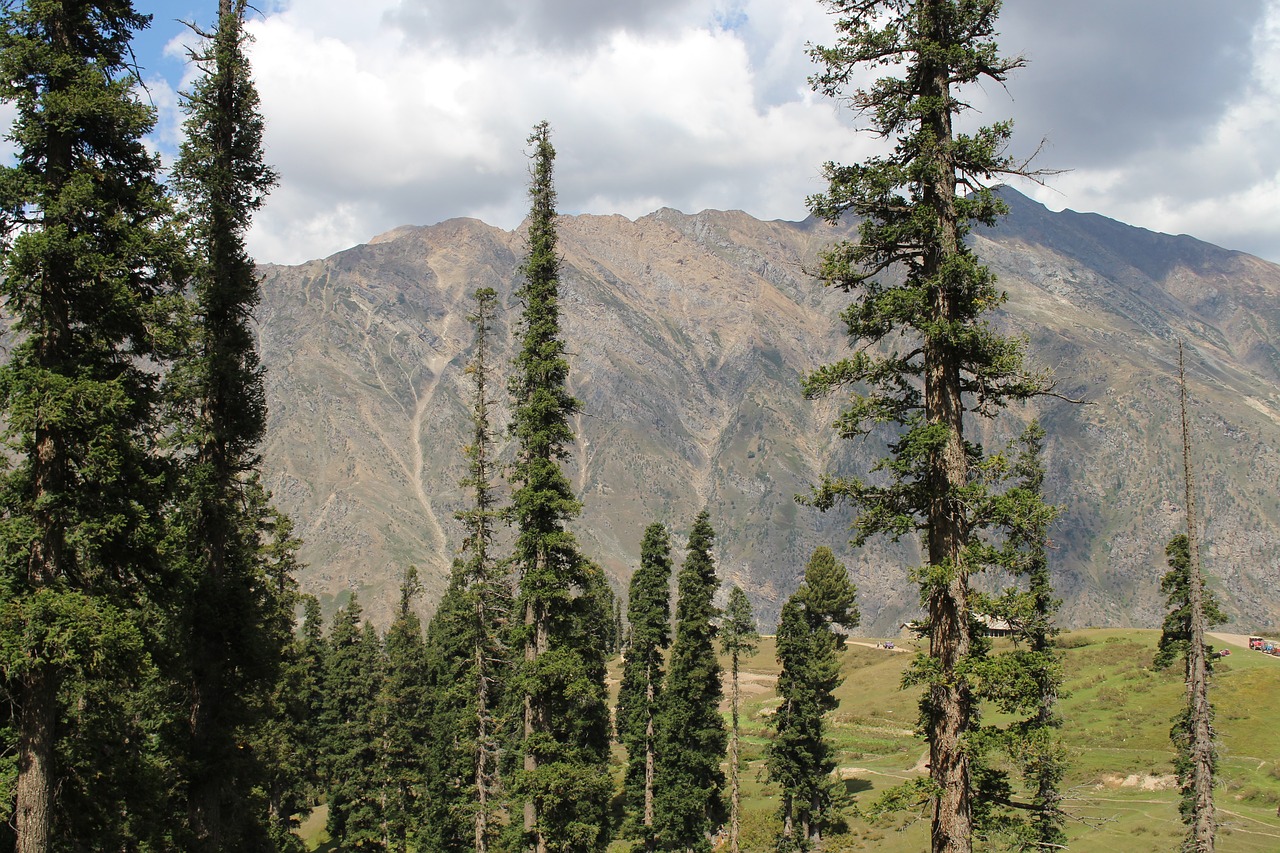 nature tree mountains free photo